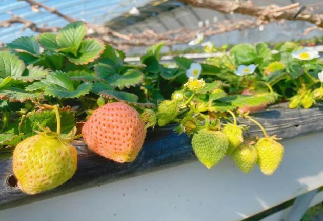 Juxiang′s Commercial Sunlight Greenhouse for Strawberry Farming