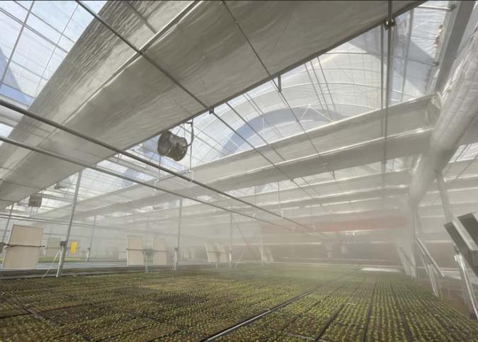 Juxiang′s Commercial Sunlight Greenhouse for Strawberry Farming