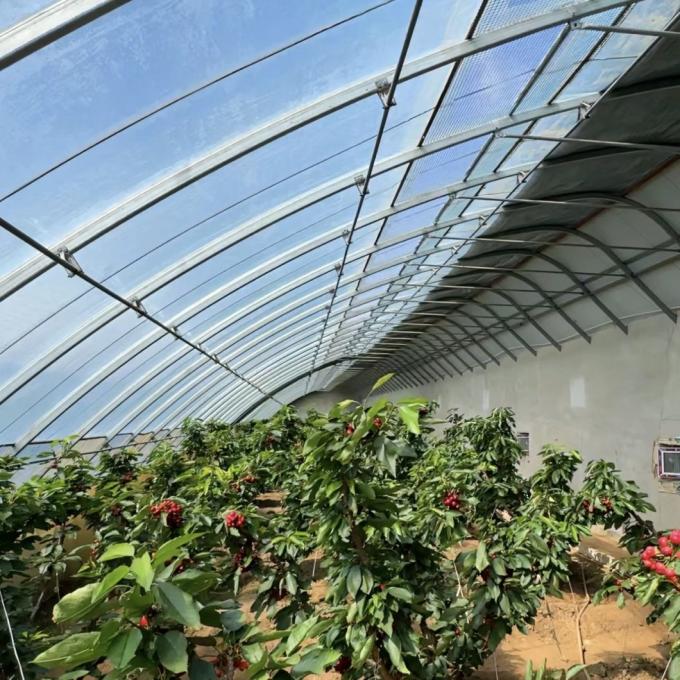 Juxiang′s Commercial Sunlight Greenhouse for Vegetable Farming