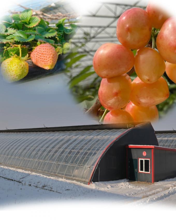 Juxiang′s Commercial Sunlight Greenhouse for Vegetable Farming