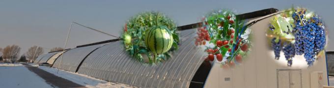 Juxiang′s Commercial Sunlight Greenhouse for Vegetable Farming