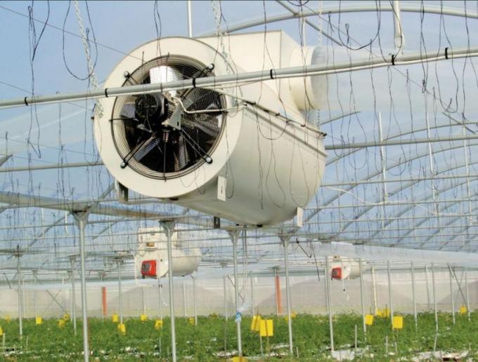 Juxiang′s Commercial Sunlight Greenhouse for Vegetable Farming