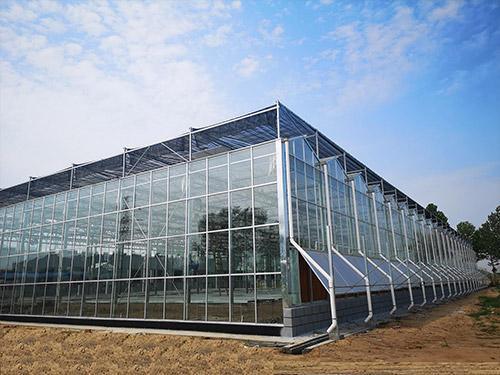 Juxiang′s Commercial Sunlight Greenhouse for Vegetable Farming