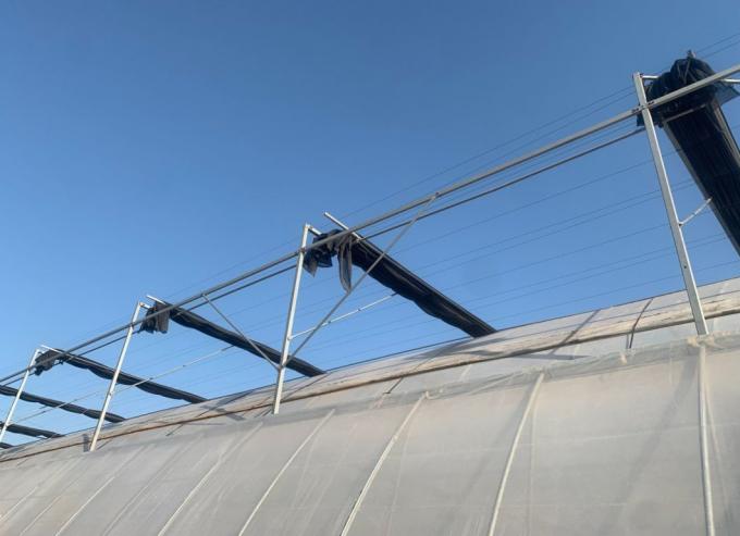 Juxiang′s Commercial Sunlight Greenhouse for Vegetable Farming