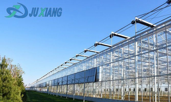 Juxiang′s Commercial Sunlight Greenhouse for Vegetable Farming