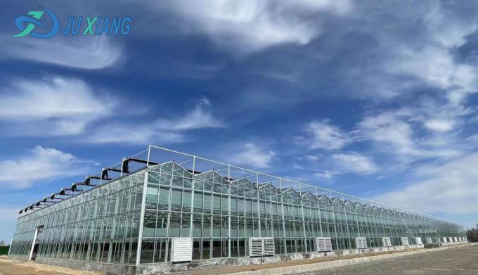 Juxiang′s Commercial Sunlight Greenhouse for Vegetable Farming