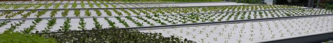 Juxiang′s Anti-Drip Fogging Structure for Seedlings