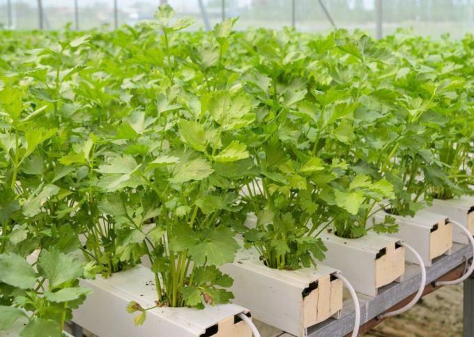 Juxiang′s Anti-Drip Fogging Structure for Seedlings