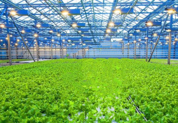 Juxiang′s Anti-Drip Fogging Structure for Seedlings