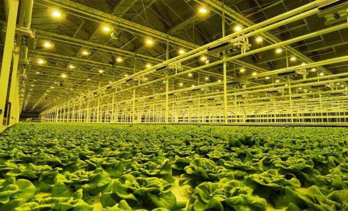 Juxiang′s Anti-Drip Fogging Structure for Seedlings