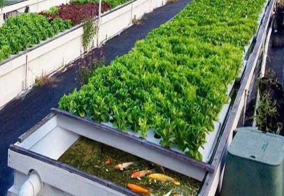 Juxiang′s Controlled Environment Greenhouse System