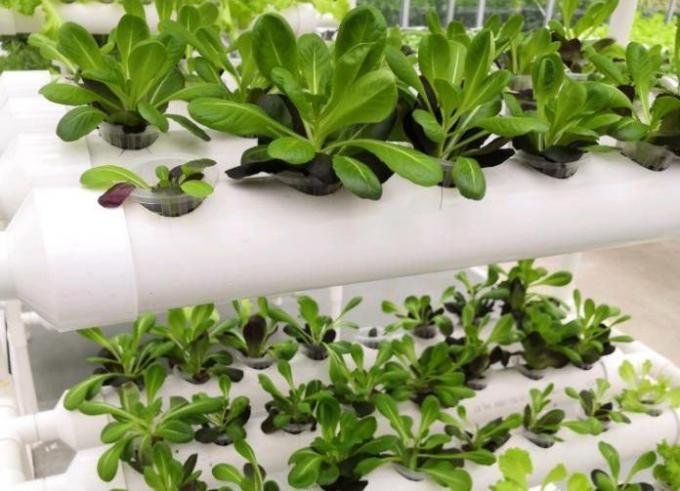 Juxiang′s Controlled Environment Greenhouse System