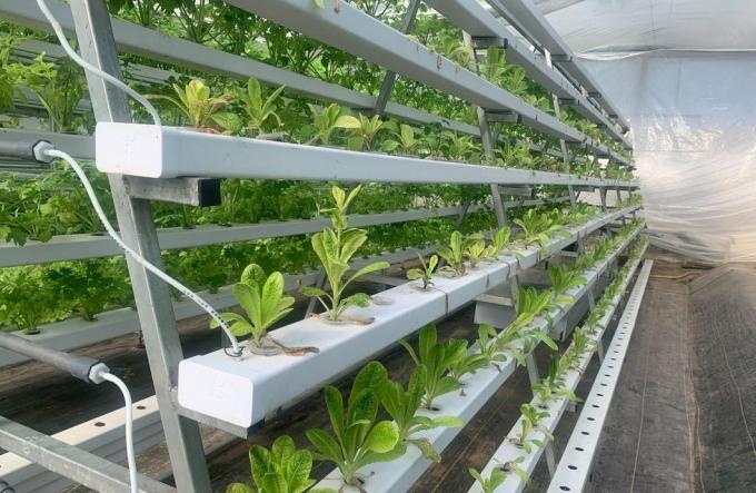 Juxiang′s Controlled Environment Greenhouse System