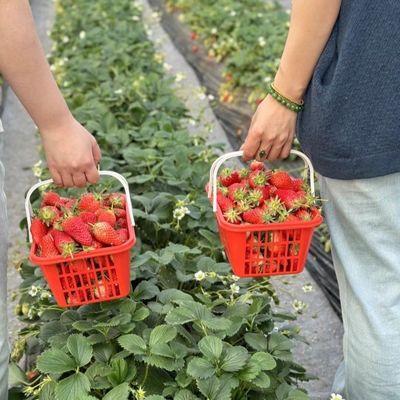 Μεγάλη κλίμακα Γεωργική σταγόνα άρδευση θερμοκήπιο 50,00cm * 60,00cm * 50,00cm Πλήρης πληρωμή