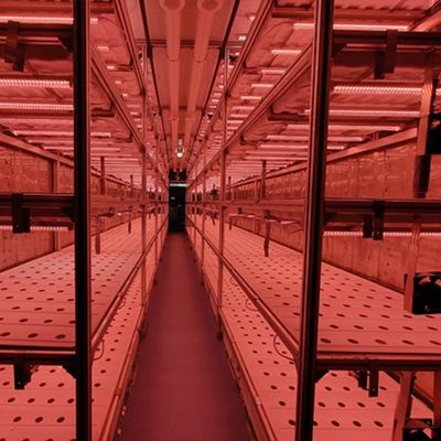 Juxiang OEM Living Vegetable Υδροπονικό σύστημα καλλιέργειας με θερμοκήπιο 40ft δοχείο