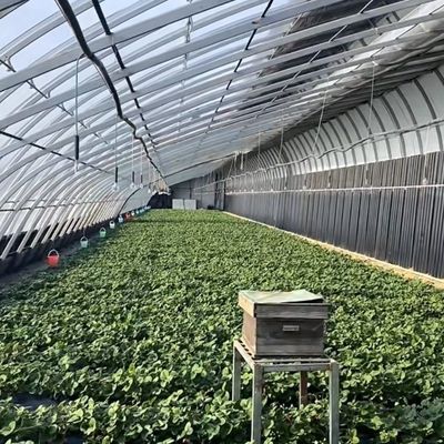 Πολλαπλό διάστημα Aquaponics υδροπονικό σύστημα καλλιέργειας για το νόμισμα των ΗΠΑ στο θερμοκήπιο ηλιακό φως