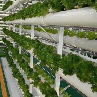 θερμοκήπιο για την καλλιέργεια χωρίς χώμα της μεγάλης κλίμακας παραγωγής λαχανικών και φρούτων