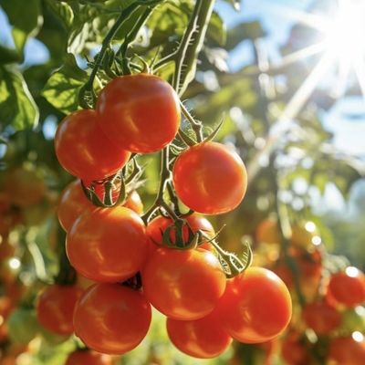 θερμοκήπιο για την καλλιέργεια χωρίς χώμα της μεγάλης κλίμακας παραγωγής λαχανικών και φρούτων