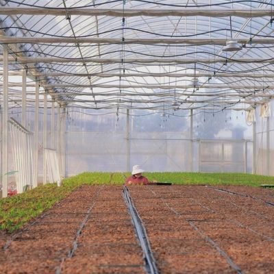 Διπλό τόξο ακτίνα ηλιακό θερμοκήπιο με δονητή χιονιού ανθεκτικό στις καιρικές συνθήκες