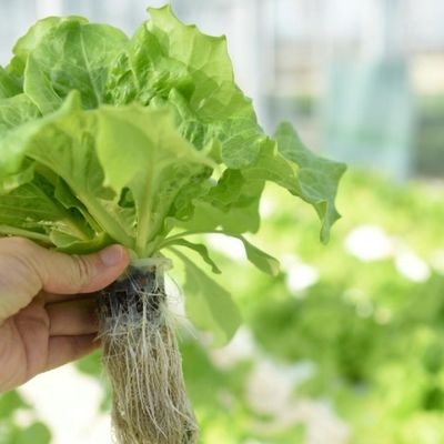Μεγάλο ενιαίο στρώμα θερμοκηπίου με σήραγγα θερμοκηπίου για όλο το χρόνο καλλιέργεια