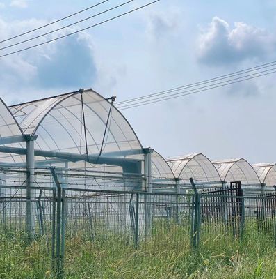 Μέθοδος υδροπονικής καλλιέργειας Μονόστρωμα θερμοκηπίου με φιλμ για μαρούλι/σπανάκι/κέρλι