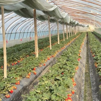 Κινέζικη προέλευση Μονόδιακτες καμάρες θερμοκηπίο ΗΠΑ νομίσμα για εμπορικές εφαρμογές
