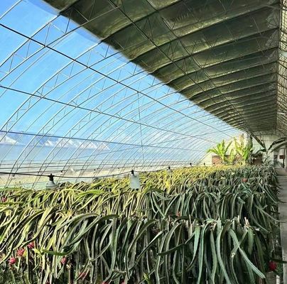 Εμπορικό θερμοκήπιο με πλαστική επικάλυψη με ντομάτες/αχυρώδες/καρύδια