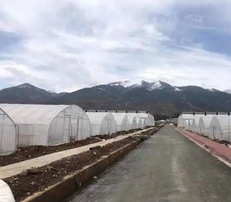 Εμπορικό θερμοκήπιο με πλαστική επικάλυψη με ντομάτες/αχυρώδες/καρύδια
