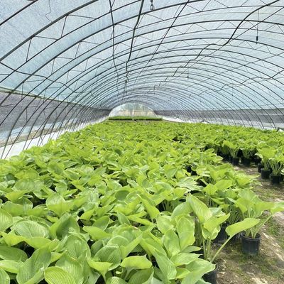 Εμπορικό θερμοκήπιο με πλήρη πληρωμή για ντομάτες και φράουλες σε σήραγγα σωλήνα νερού