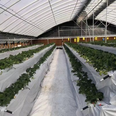 Εμπορικό θερμοκήπιο με πλήρη πληρωμή για ντομάτες και φράουλες σε σήραγγα σωλήνα νερού
