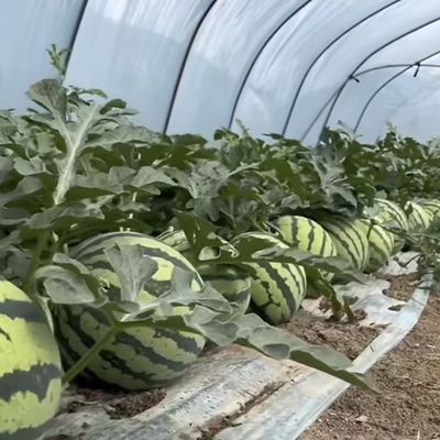 Μέγεθος πακέτου 50,00cm * 60,00cm * 50,00cm Σήραγγας θερμοκηπίου για τη γεωργία και τα λαχανικά