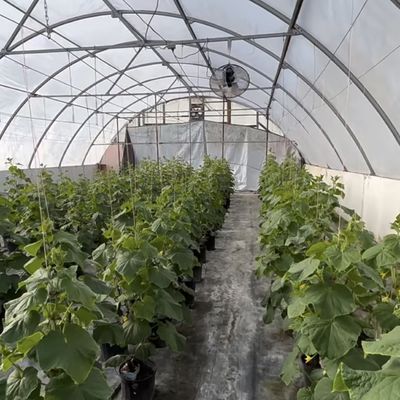 Μεγάλη οικονομικά προσιτή λύση θερμοκηπίου υδροπονικής σήραγγας Πακέτο ακαθάριστου βάρους 20.000kg