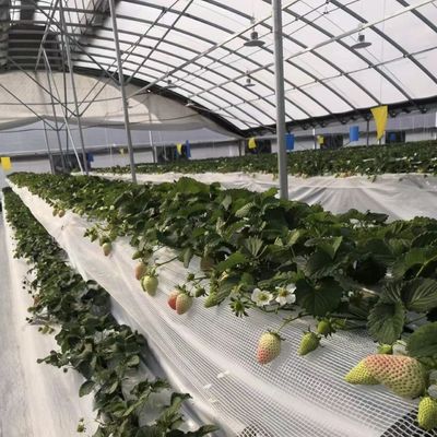 Εμπορικό σύστημα καλλιέργειας κοκοπεϊού σε οικονομικό θερμοκήπιο σήραγγας για βελτιωμένη καλλιέργεια