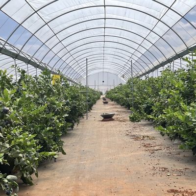 Εμπορικό σύστημα καλλιέργειας κοκοπεϊού σε οικονομικό θερμοκήπιο σήραγγας για βελτιωμένη καλλιέργεια
