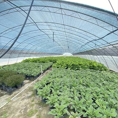 Εμπορικό σύστημα καλλιέργειας κοκοπεϊού σε οικονομικό θερμοκήπιο σήραγγας για βελτιωμένη καλλιέργεια
