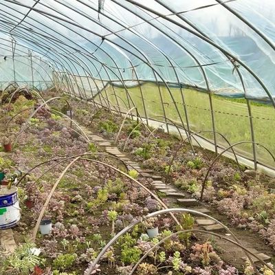 Γεωργικό θερμοκήπιο για τη γεωργία και τα λαχανικά στη γεωργία σε θερμοκήπιο