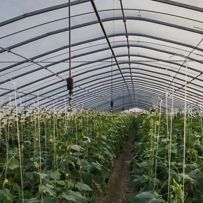 Γεωργικό θερμοκήπιο για τη γεωργία και τα λαχανικά στη γεωργία σε θερμοκήπιο
