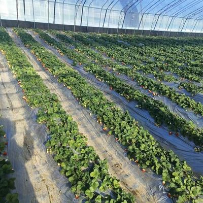 Σιδηροδρομική δομή Γεωργική Πολυδιάστατη θερμοκήπιο υδροπονική με εύκολη εγκατάσταση