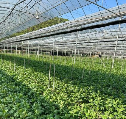 Χρηματοδότηση των ΗΠΑ JX-A0023 Χειροκηπίο με πολυεπίπεδο ταινία για φύτευση μαρούλι αγγούρου