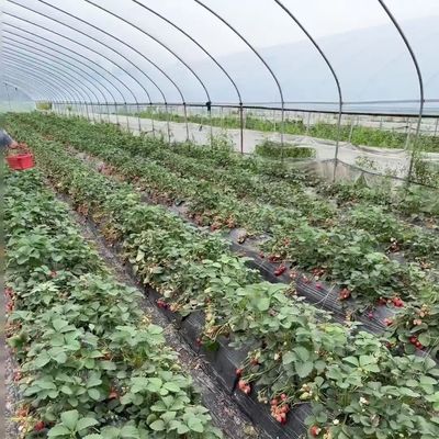 Υδροπονικό σύστημα καλλιέργειας θερμοκηπίου με σήραγγα πολλαπλών διαστάσεων