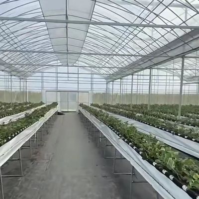 Πολλαπλές διαστάσεις θερμοκηπίου υδροπονικό σύστημα καλλιέργειας λαχανικών για χάλυβα δομή 20.000kg