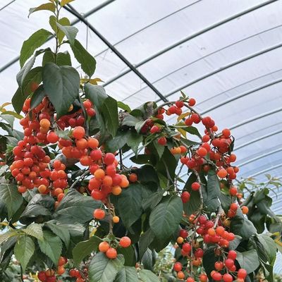 Κινέζικη προέλευση Φωτογραφία κάλυψη θερμοκήπιο Εγκατάσταση Κόστος αποστολής και εκτιμώμενος χρόνος παράδοσης