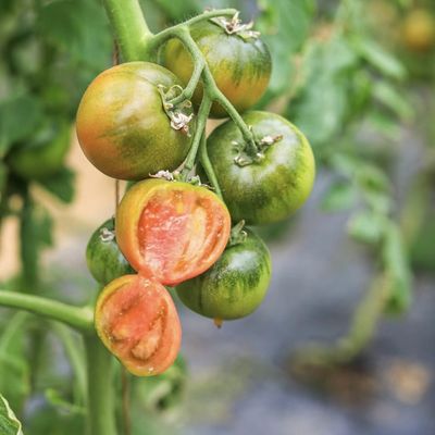 Φωτοειδές υδροπονικό θερμοκηπίο υδροκηπίου 20.000kg Πακέτο