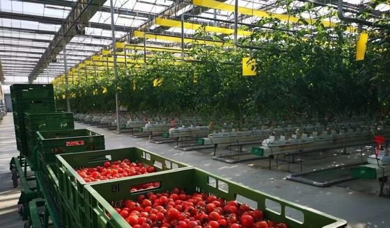 Προσαρμοσμένο αίτημα χιονοδυναμωτικό θερμοκήπιο για καλλιέργεια καψούκων σε αμερικανικό νόμισμα
