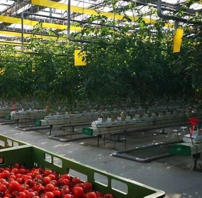 Προσαρμογή Αψίδα τούνελ θερμοκήπιο ηλιακό θερμοκήπιο για την καλλιέργεια καψούκων