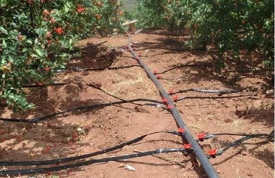 Προέλευση θερμοκήπιο διπλής αψίδας για το Capsicum Κόστος αποστολής και παραγωγή θερμοκήπιο