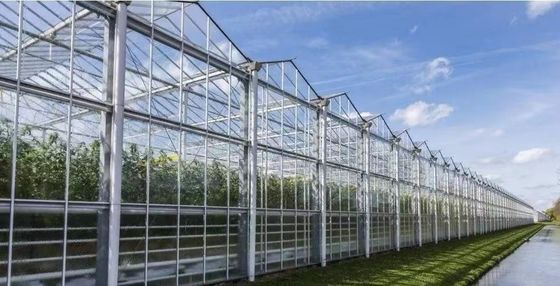 Προέλευση θερμοκήπιο διπλής αψίδας για το Capsicum Κόστος αποστολής και παραγωγή θερμοκήπιο