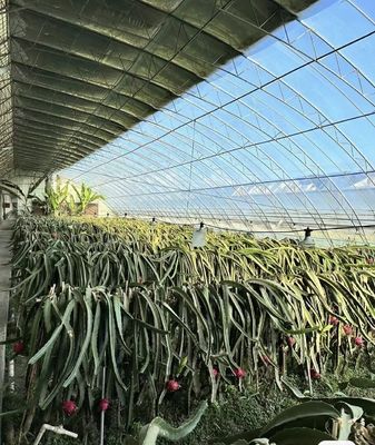 Προέλευση θερμοκήπιο διπλής αψίδας για το Capsicum Κόστος αποστολής και παραγωγή θερμοκήπιο