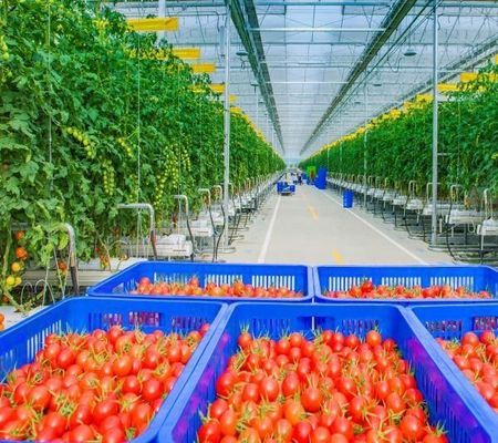 Μία ή πολλαπλή διάσταση προσαρμογή χιονιστήριος δονητής θερμοκήπιο για φύτευση ντομάτας