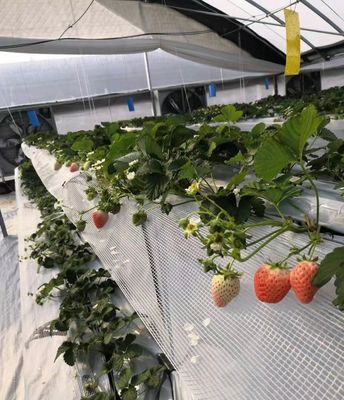 Προσαρμογή Πολυδιάστατο θερμοκήπιο με αμερικανικό νόμισμα και προσαρμοσμένο αίτημα